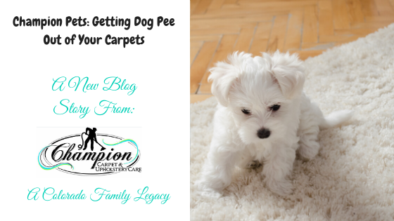 Champion Pets: Getting Dog Pee Out of Your Carpets