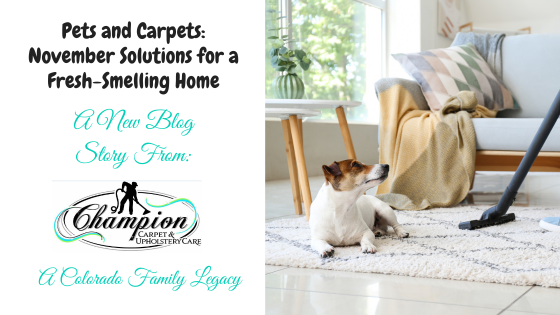 Pets and Carpets: November Solutions for a Fresh-Smelling Home