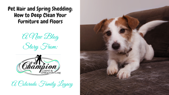 Pet Hair and Spring Shedding: How to Deep Clean Your Furniture and Floors