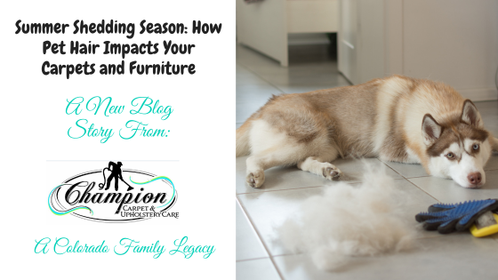 Summer Shedding Season: How Pet Hair Impacts Your Carpets and Furniture